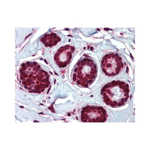 ELOVL5 (N-Terminus) antibody