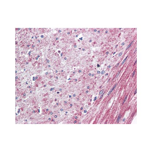 ELTD1 (N-Terminus) antibody