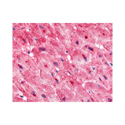 ELTD1 (N-Terminus) antibody