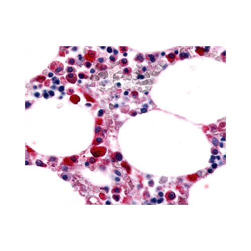 EMR1 (C-Terminus) antibody