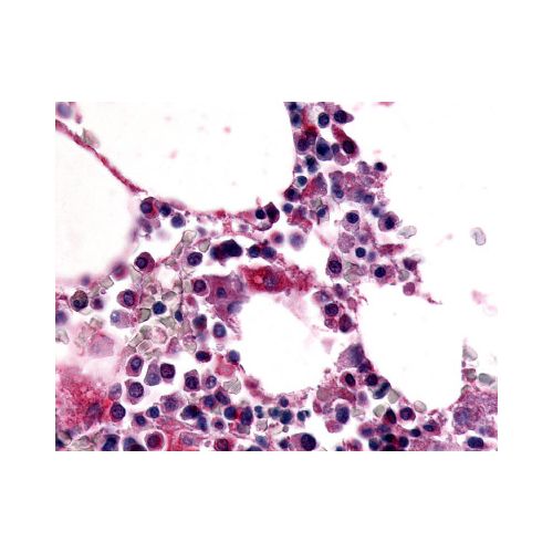 EMR1 (N-Terminus) antibody