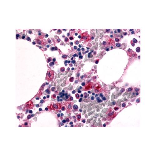 EMR1 (N-Terminus) antibody
