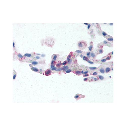 EMR2 (N-Terminus) antibody