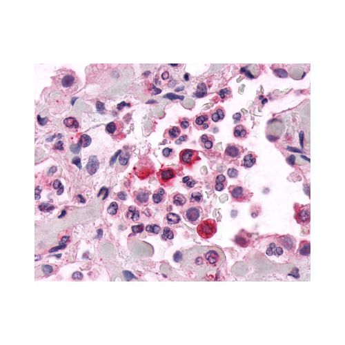 EMR2 (N-Terminus) antibody