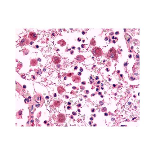 EMR2 (N-Terminus) antibody