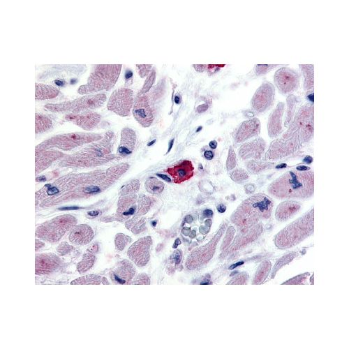 EMR3 (N-Terminus) antibody