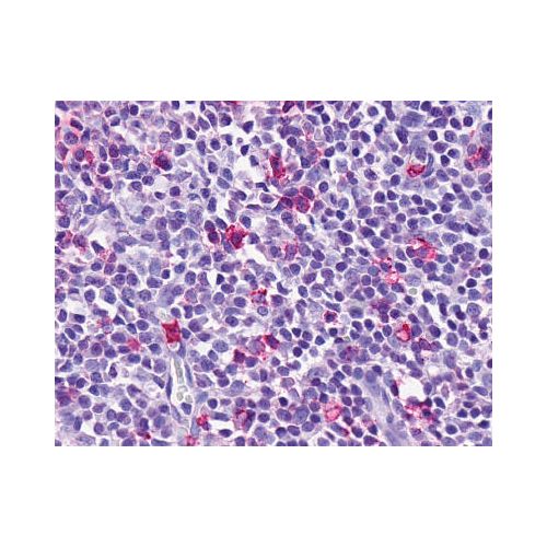 EMR3 (N-Terminus) antibody