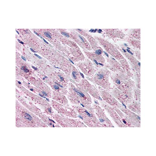 Endothelin A Receptor (C-Terminus) antibody