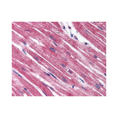 Endothelin A Receptor (Extracellular Domain) antibody