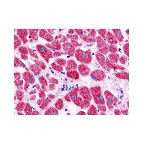Endothelin A Receptor (Extracellular Domain) antibody