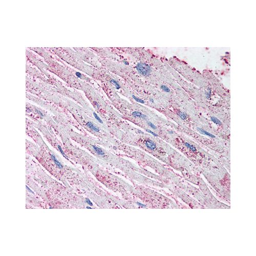 Endothelin A Receptor (N-Terminus) antibody