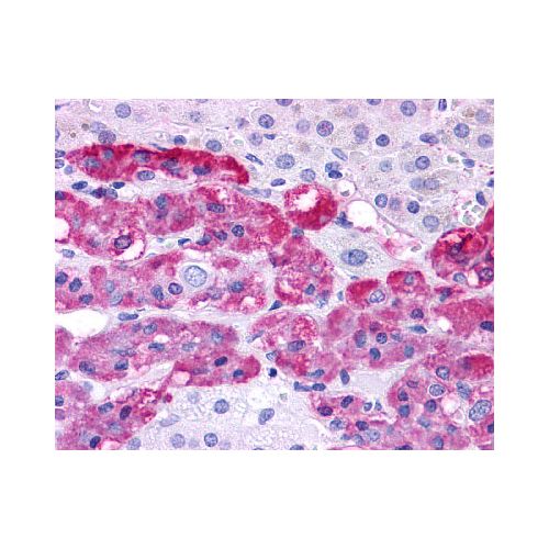 Endothelin B Receptor (N-Terminus) antibody