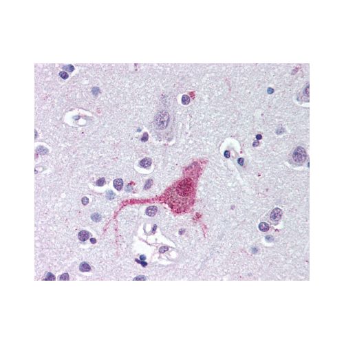 Endothelin B Receptor (N-Terminus) antibody