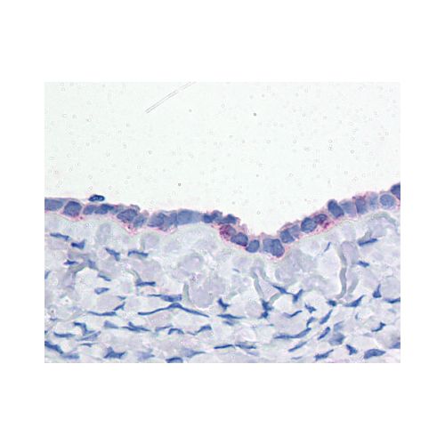 ENPP3 (C-Terminus) antibody