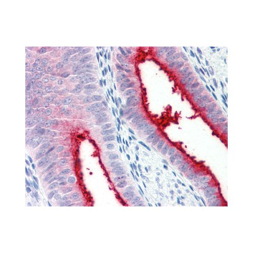 ENPP3 (C-Terminus) antibody