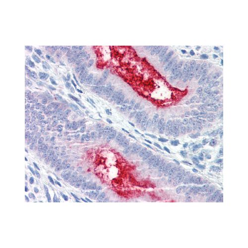 ENPP3 (Internal) antibody