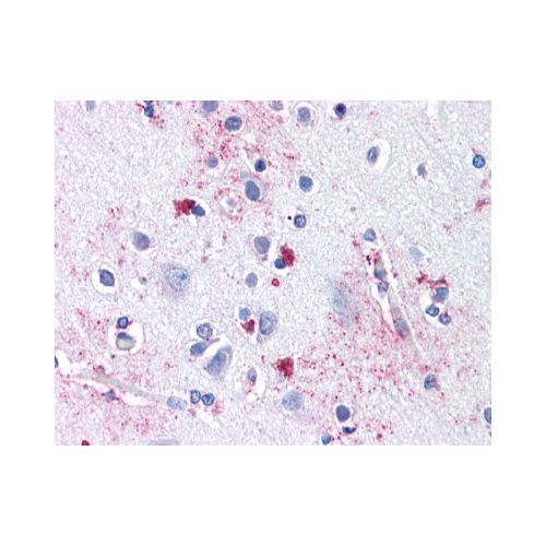 ENT1 (Internal) antibody