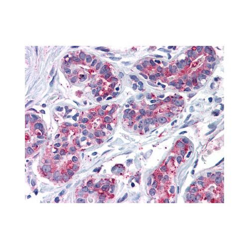 ENTPD2 (Internal) antibody