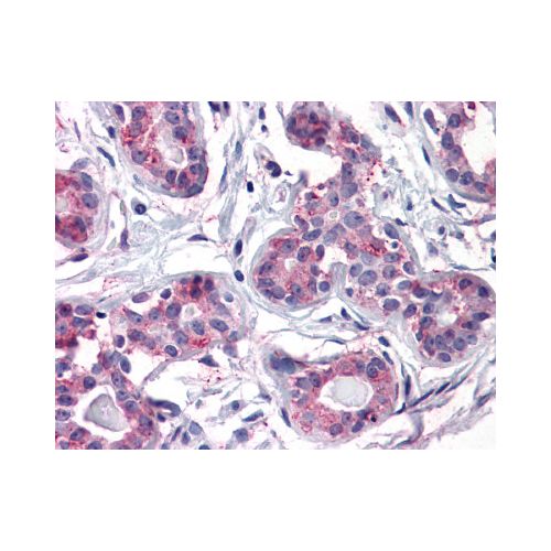 ENTPD2 (Internal) antibody