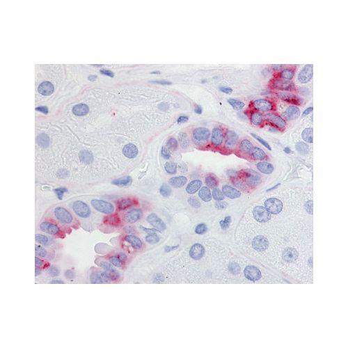 EP2 (Cytoplasmic Domain) antibody