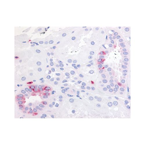 EP2 (Extracellular Domain) antibody
