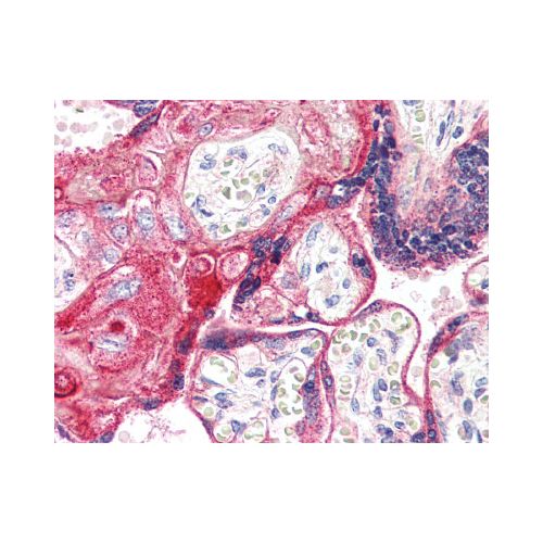 EP2 (Internal) antibody
