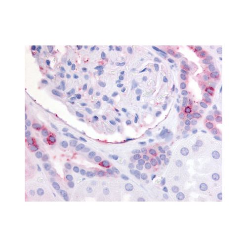 EP2 (N-Terminus) antibody