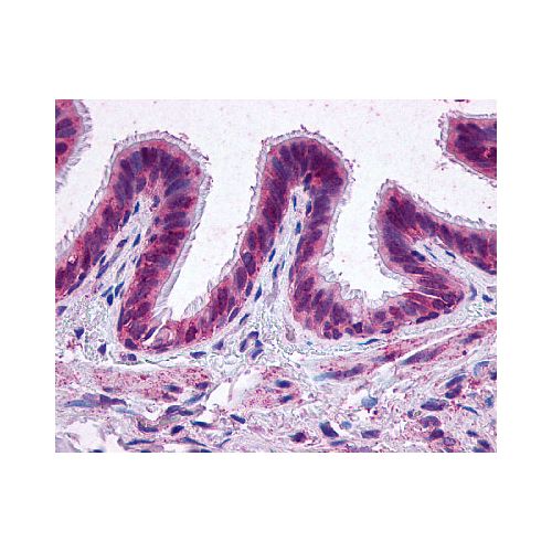 EP2 (N-Terminus) antibody