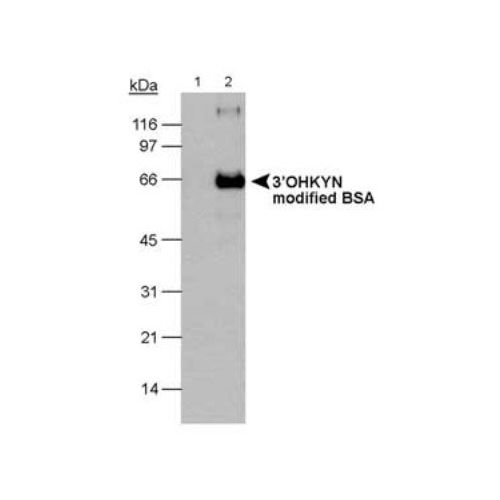 3-Hydroxykynurenine (3-OHKYN) antibody