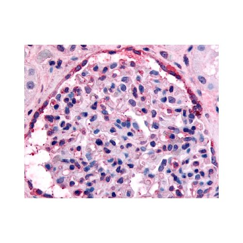 EPHA4 (C-Terminus) antibody