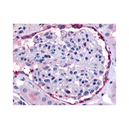 EPHA4 (Internal) antibody