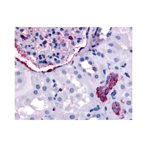 ERBB4 (Internal) antibody