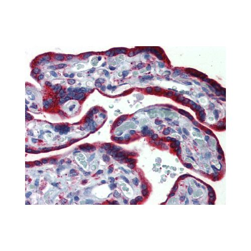 ERP44 / TXNDC4 (C-Terminus) antibody