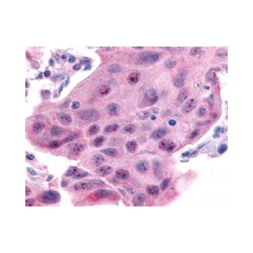 ESRRA (Internal) antibody