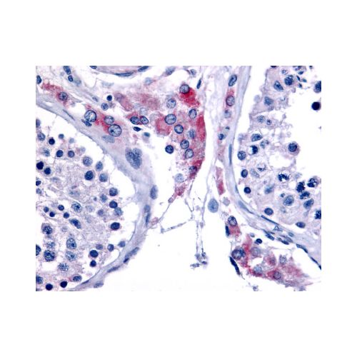 ESRRB (Internal) antibody