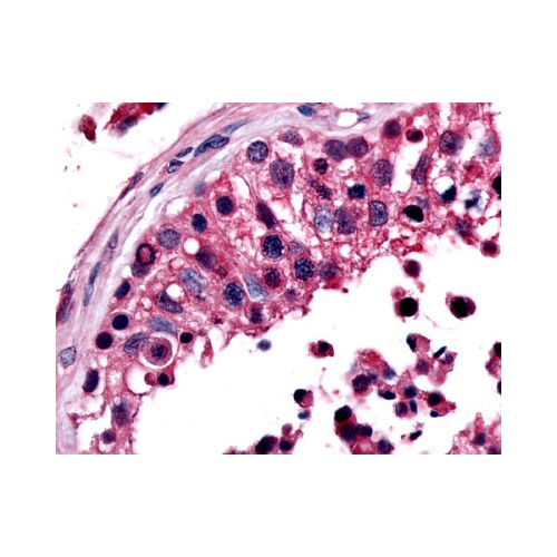 ESRRB (Ligand-binding Domain) antibody