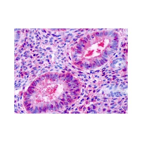 ESRRB (N-Terminus) antibody
