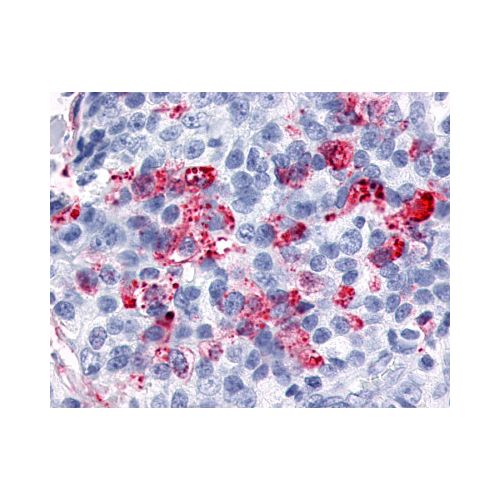 ESRRG / ERR3 (C-Terminus) antibody
