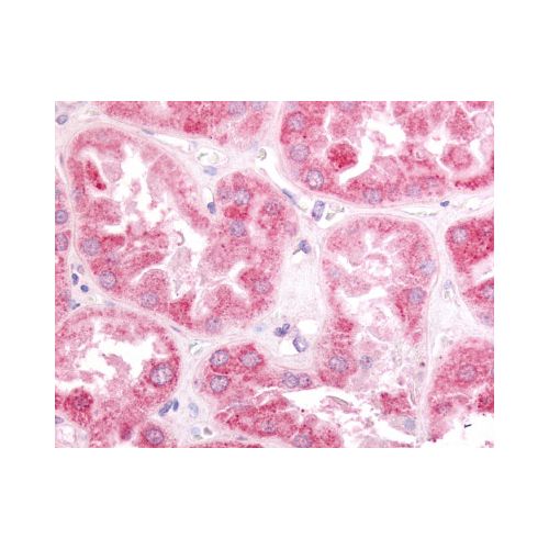 ESRRG / ERR3 (N-Terminus) antibody