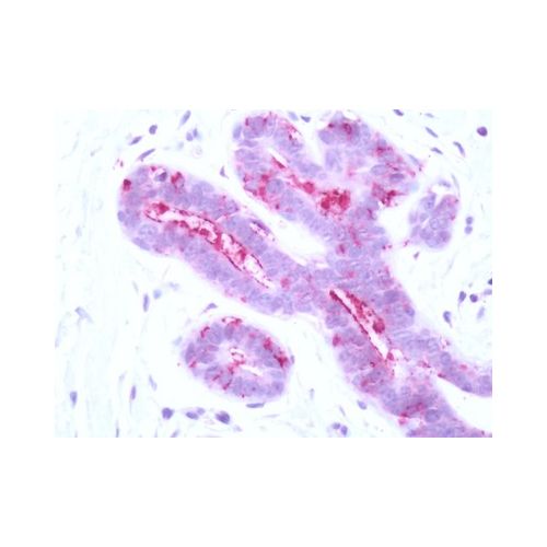 F2RL2 (C-Terminus) antibody