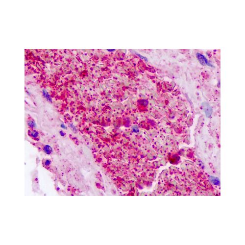F2RL2 (Internal) antibody