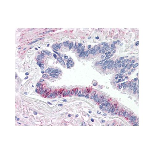 F2RL3 / PAR4 (C-Terminus) antibody