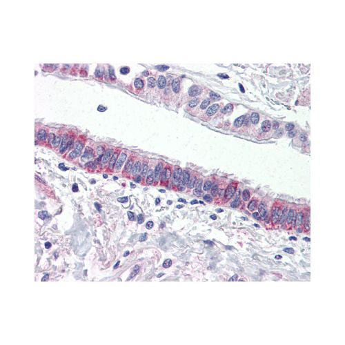 F2RL3 / PAR4 (N-Terminus) antibody