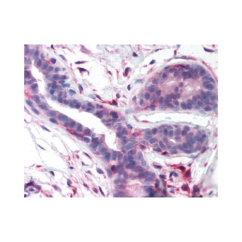 FAK (Kinase Domain) antibody
