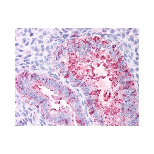 FAP / FAP Alpha (Extracellular Domain) antibody