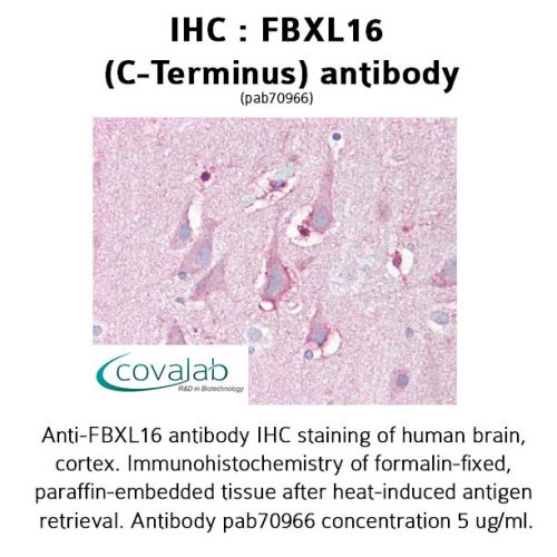 FBXL16 (C-Terminus) antibody