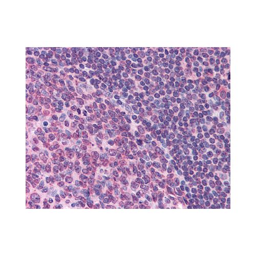 FPR1 (Extracellular Domain) antibody