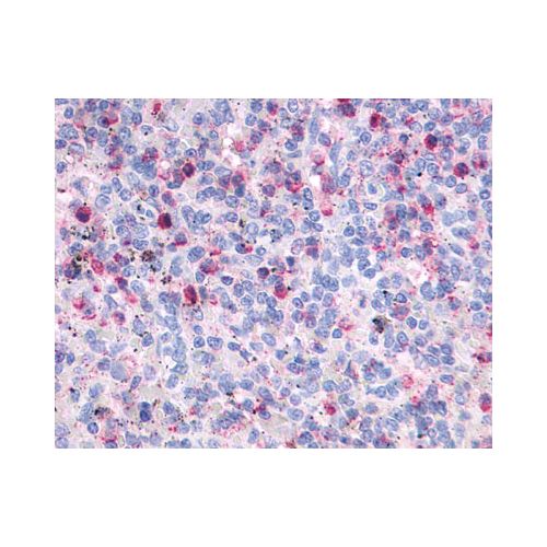 FPR2 / FPRL1 (C-Terminus) antibody