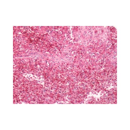 FPR2 / FPRL1 (Extracellular Domain) antibody