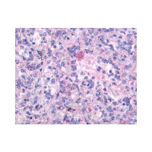FPR3 / FPRH2 (N-Terminus) antibody